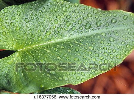 Leaf with water-drops View Large Photo Image Stock Photograph - Leaf with water-drops. Fotosearch