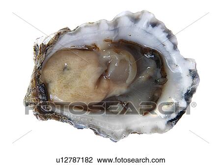 Stock Image - Oyster in shell. Fotosearch