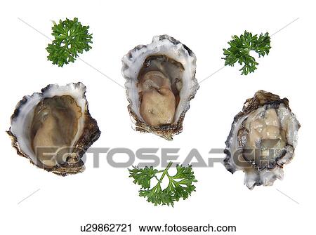Oysters View Large Photo Image Stock Image - Oysters. Fotosearch