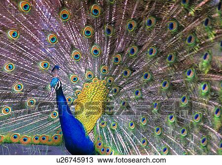 Stock Image - Peacock. Fotosearch