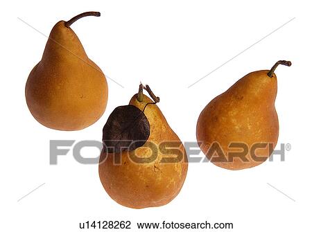 Pears View Large Photo Image Stock Image - Pears. Fotosearch