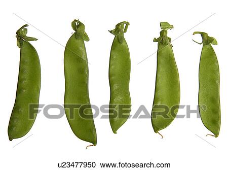 Stock Image - Peas in a pod. Fotosearch
