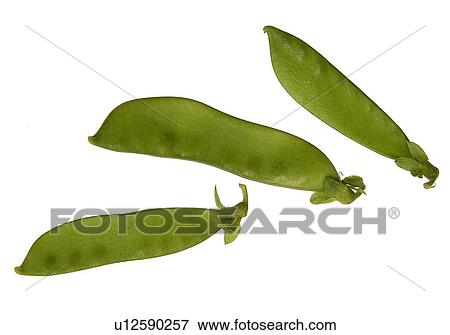 Stock Photo - Peas in a pod. Fotosearch