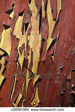 Picture - Peeling red paint. Fotosearch