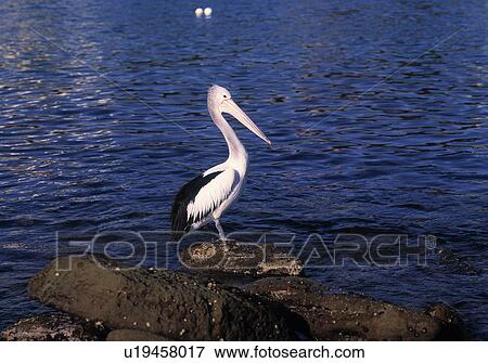Stock Photo - Pelican. Fotosearch