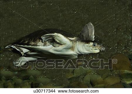 Pig nose turtle View Large Photo Image Picture - Pig nose turtle. Fotosearch