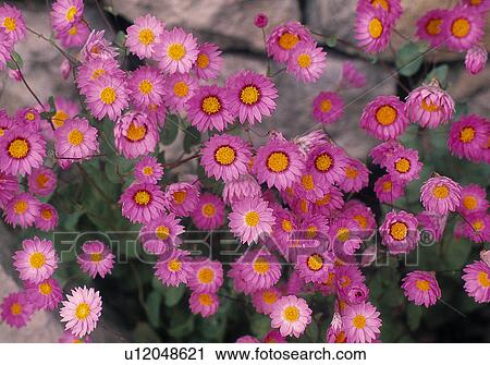 Pink flowers View Large Photo Image Stock Image - Pink flowers. Fotosearch