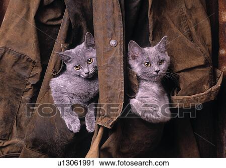 Pocket Cats View Large Photo Image Stock Image - Pocket Cats. Fotosearch
