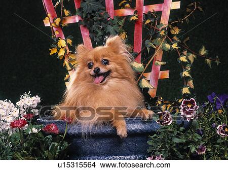 Picture - Pomeranian. Fotosearch