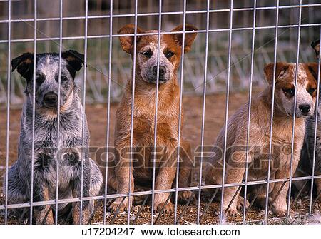 Puppy Cattle Dogs View Large Photo Image Stock Photo - Puppy Cattle Dogs. Fotosearch