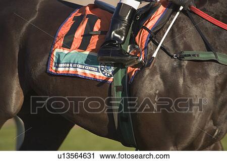 Race horse View Large Photo Image Stock Image - Race horse. Fotosearch