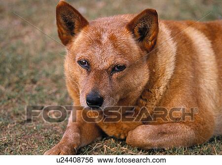 Red Cattle dog View Large Photo Image Stock Photograph - Red Cattle dog. Fotosearch