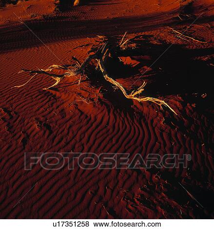 Red sand with dried wood View Large Photo Image Stock Photo - Red sand with dried wood. Fotosearch