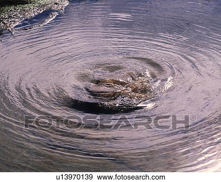 Ripples on the water View Large Photo Image Stock Photo - Ripples on the water. Fotosearch