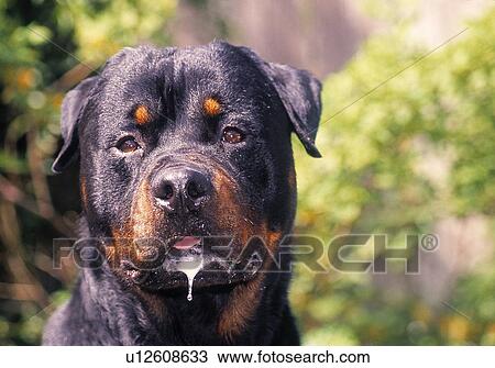 Rottweiler View Large Photo Image Stock Image - Rottweiler. Fotosearch