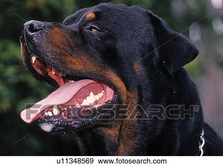 Rottweiler View Large Photo Image Stock Photo - Rottweiler. Fotosearch