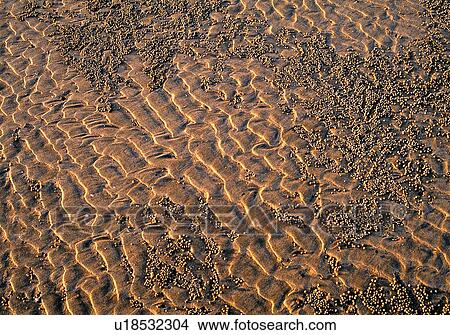 Sand texture View Large Photo Image Picture - Sand texture. Fotosearch