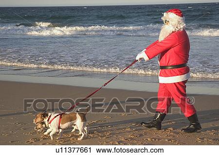 Santa walking his dogs View Large Photo Image Stock Image - Santa walking his dogs. Fotosearch