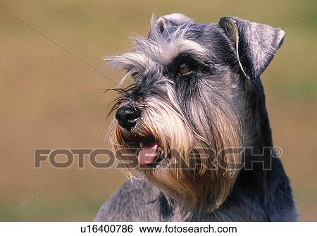 Schnauzer View Large Photo Image Stock Photograph - Schnauzer. Fotosearch