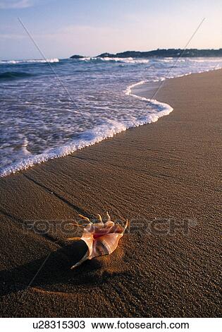 Stock Image - Seashell on a beach. Fotosearch