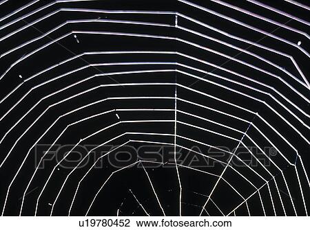 Spiderweb View Large Photo Image Stock Image - Spiderweb. Fotosearch