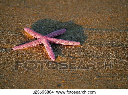 Picture - Starfish on the beach. Fotosearch