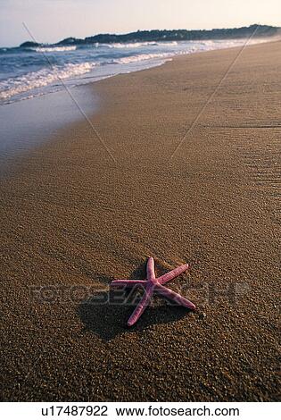 Stock Image - Starfish on the beach. Fotosearch