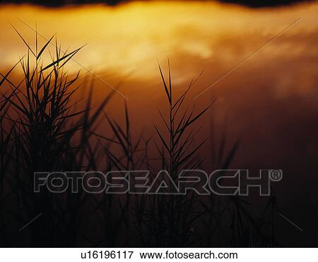 Stock Photo - Sunset through the grass. Fotosearch