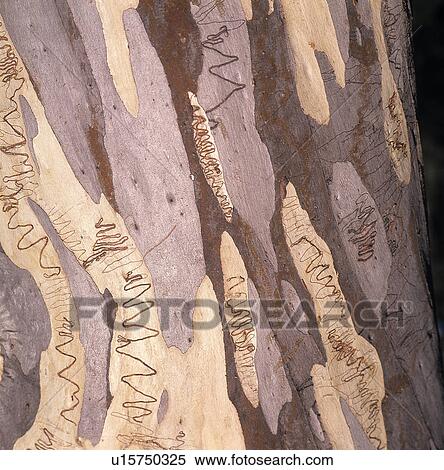 Tan and gray patten on a wall View Large Photo Image Stock Photography - Tan and gray patten on a wall. Fotosearch