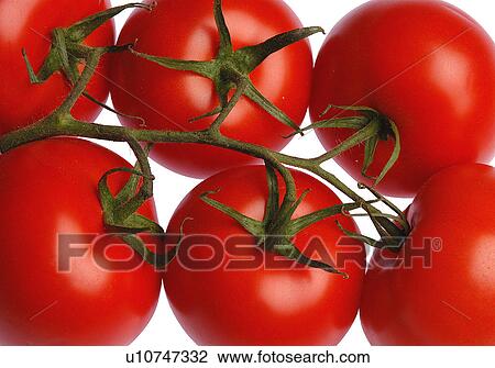 Stock Image - Tomatoes. Fotosearch