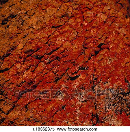 Tree bark View Large Photo Image Stock Photography - Tree bark. Fotosearch