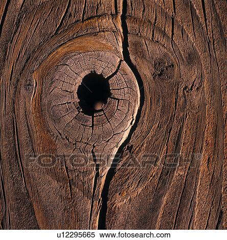 Stock Photography - Tree knot. Fotosearch