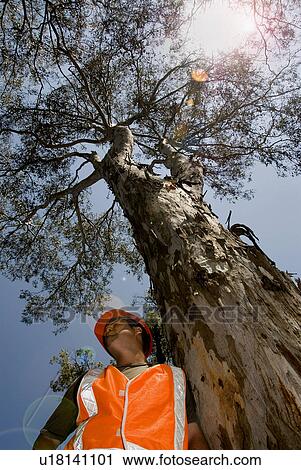 Stock Image - Tree logger. Fotosearch