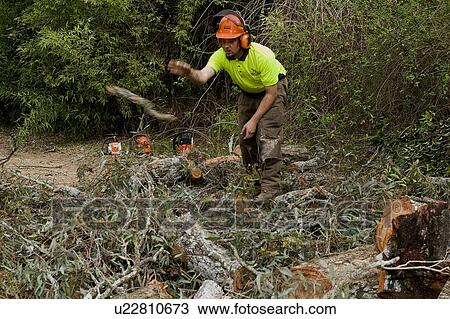 Stock Image - Tree logger. Fotosearch