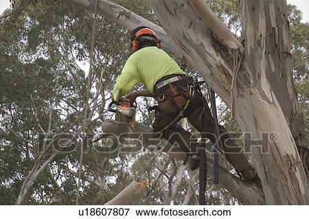 Stock Photo - Tree trimming. Fotosearch