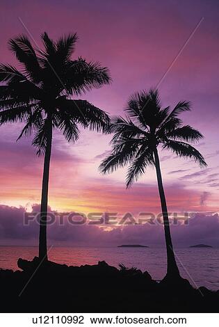 Stock Image - Tropical sunrise. Fotosearch