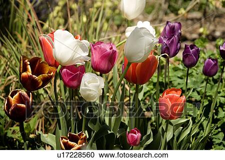 Stock Image - Tulip flowers. Fotosearch
