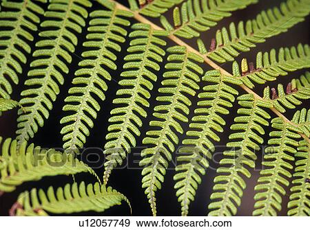 Up close to leaves View Large Photo Image Stock Photo - Up close to leaves. Fotosearch