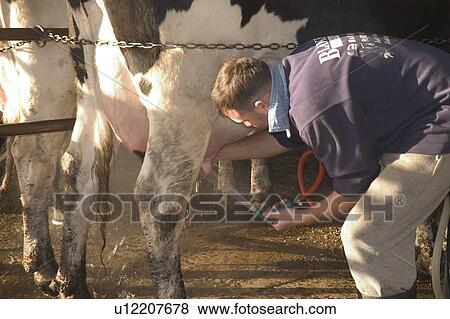 Washing a cow's utter View Large Photo Image Stock Photo - Washing a cow's utter. Fotosearch