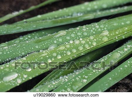 Stock Image - Water-drops on leaves. Fotosearch