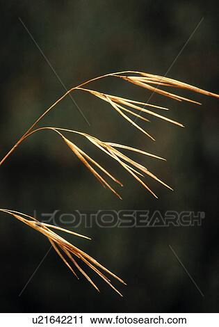 Stock Image - Wheat. Fotosearch