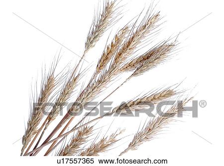 Wheat View Large Photo Image Stock Photography - Wheat. Fotosearch