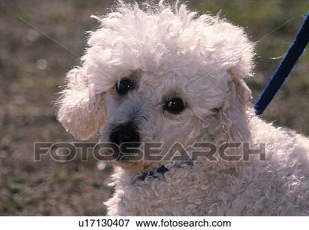 White Poodle View Large Photo Image Stock Photo - White Poodle. Fotosearch