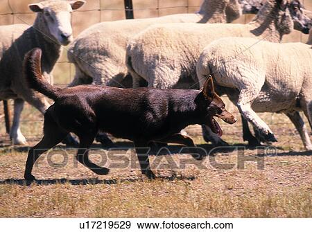 Stock Photo - Working Kelpie dog. Fotosearch