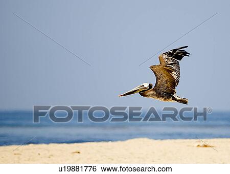 A Brown pelican flying low at the beach in Malibu California USA View Large Photo Image Stock Photograph - A Brown pelican flying low at the beach in Malibu California USA. Fotosearch