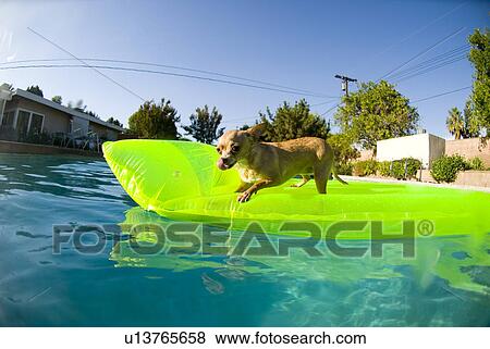 Stock Photo - A Chihuahua on a green raft in a pool. Fotosearch