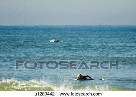 A dolphin jumping with a surfer in the foreground View Large Photo Image Stock Image - A dolphin jumping with a surfer in the foreground. Fotosearch