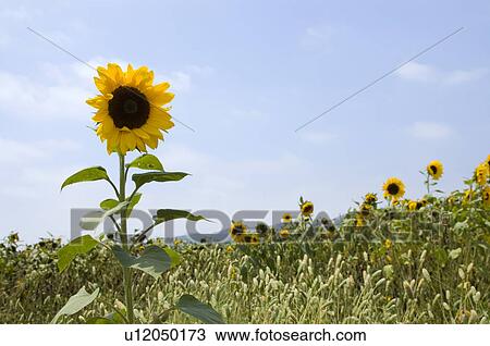 A field of sunflowers View Large Photo Image Stock Image - A field of sunflowers. Fotosearch