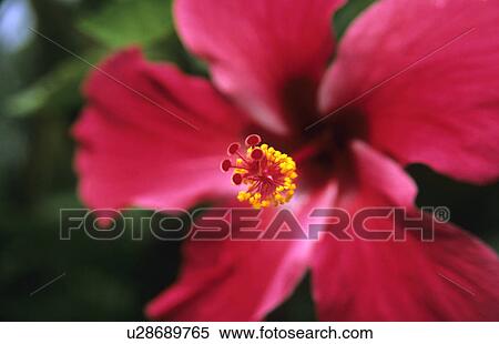A marco shot of a hibiscus flower showing pistil and stamens View Large Photo Image Stock Photography - A marco shot of a hibiscus flower showing pistil and stamens. Fotosearch