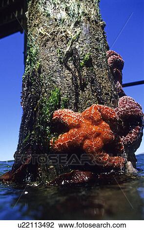 Stock Image - A orange and a purple starfish on the Ventura pier piling Ventura California USA. Fotosearch